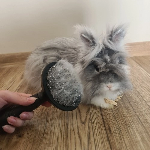 Brosse à poils pour chats