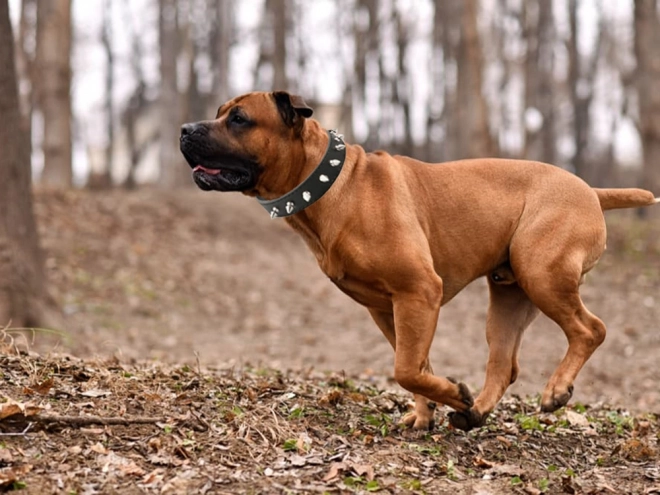 Collier stylé pour chiens avec clous