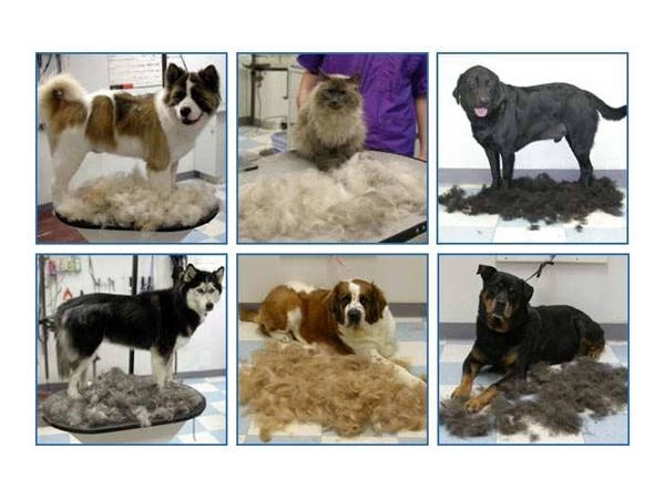 Peigne pour chiens et chats