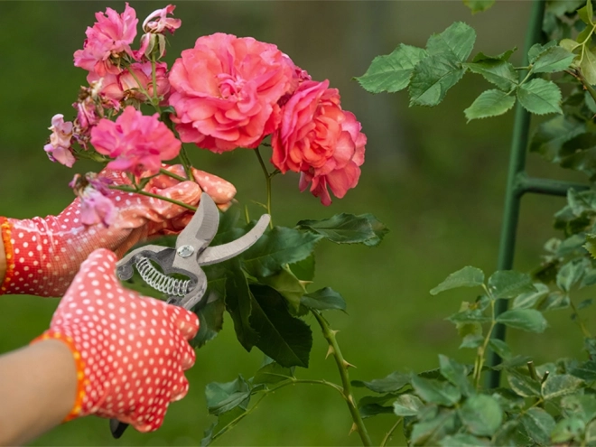 Cisailles de jardin en acier forgé