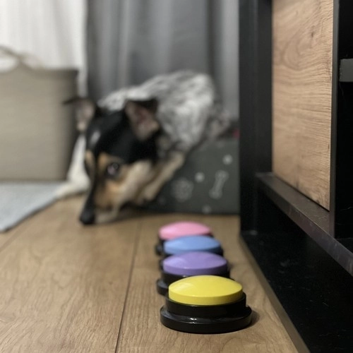 Boutons sonores d'enregistrement pour animaux Purlov
