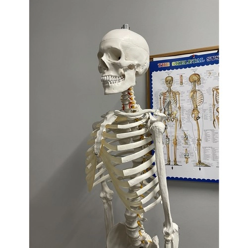 Outil pédagogique avec poster