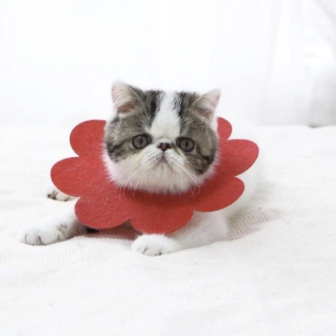 Collier postopératoire doux pour chat, chien, lapin - rouge, taille L.