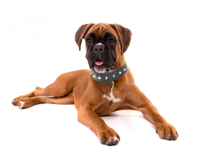 Collier stylé pour chiens avec clous