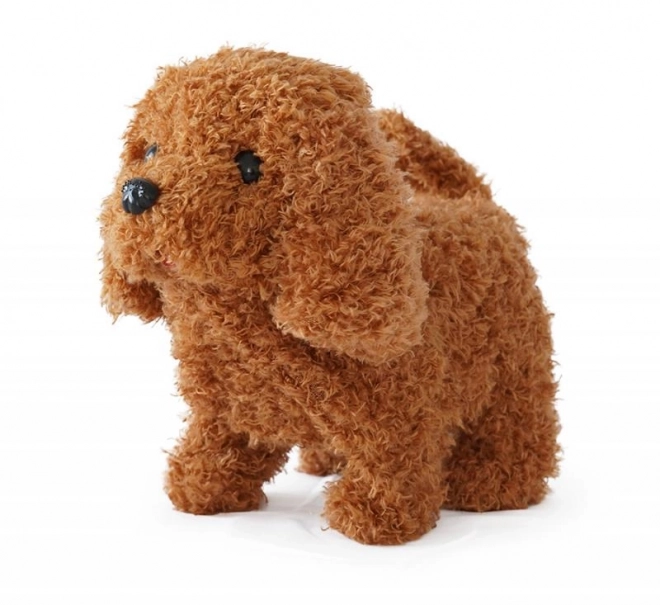 Caniche à piles