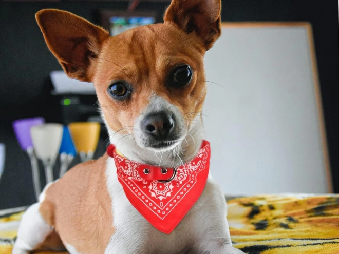 Collier élégant pour chiens et chats avec bandana