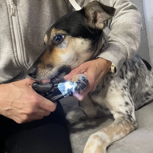 Coupe-griffes sécurisé pour chiens et chats avec LED