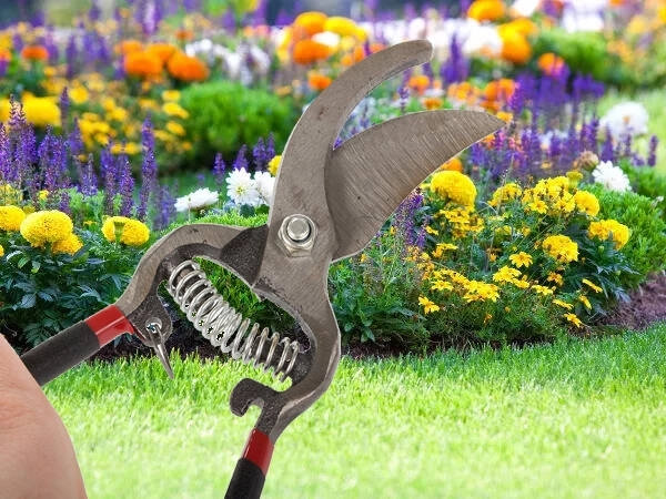 Cisailles de jardin en acier forgé