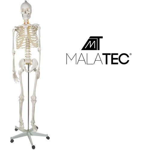 Squelette humain - 170cm Malatec 22583