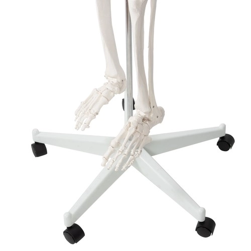 Squelette humain - 170cm Malatec 22583