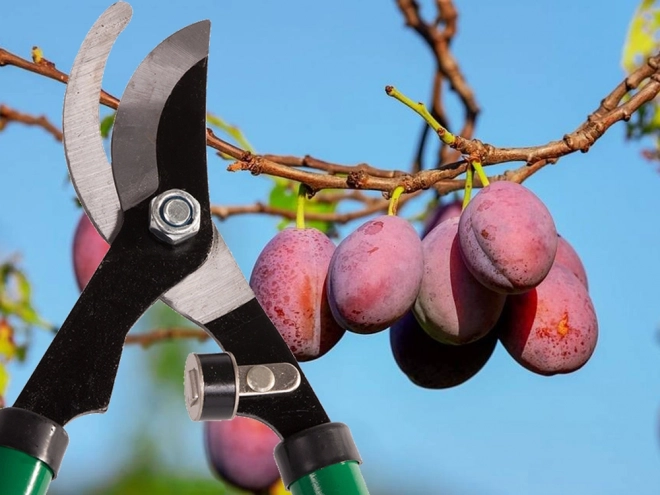 Longs sécateurs à enclume de jardin pour branches