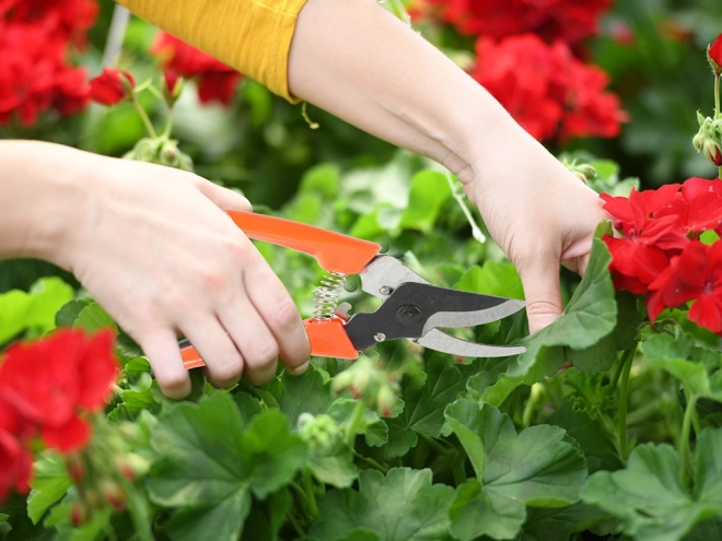 Cisailles de jardin pour arbustes
