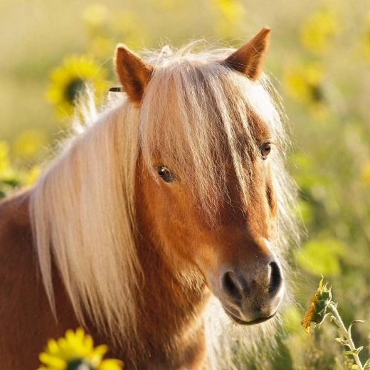 De belles illustrations qui motivent à jouer