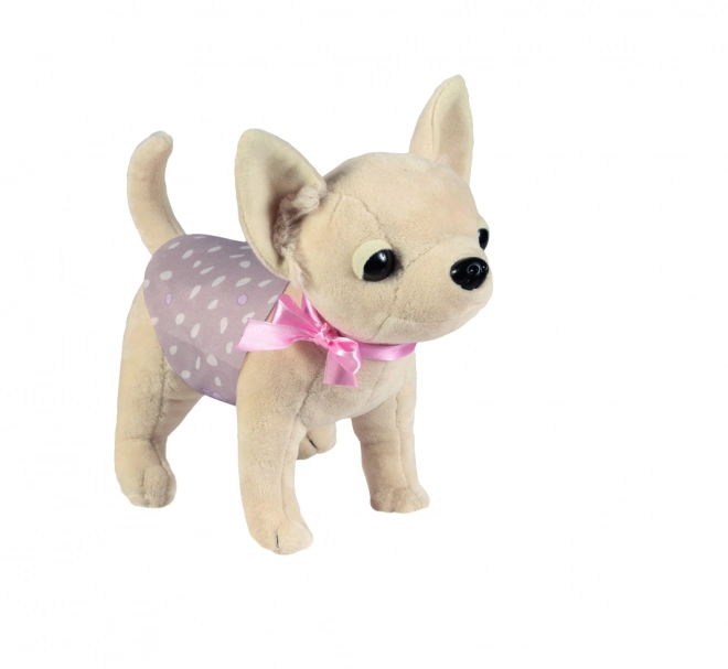 Petit chien chihuahua DIDI