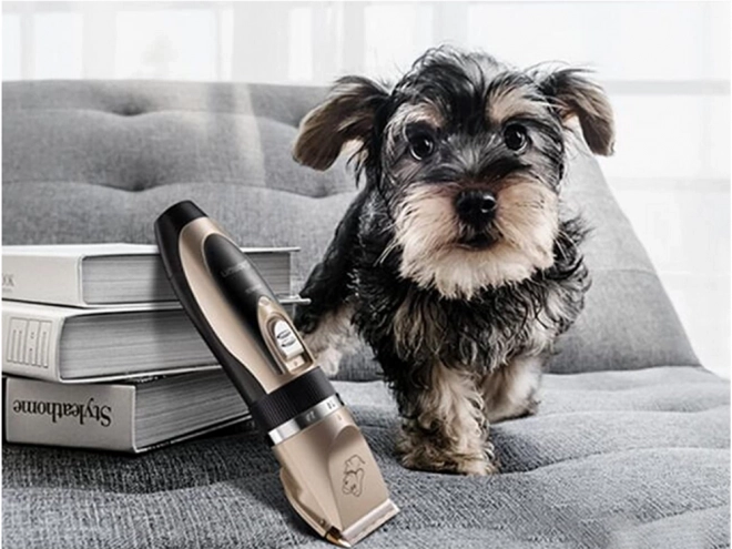 Ensemble de ciseaux pour couper les chiens