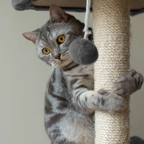 Arbre à chat Purlov 71 cm, gris