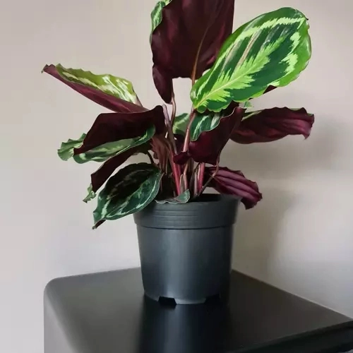 Ensemble de pots de fleurs en plastique noir - 500 pcs