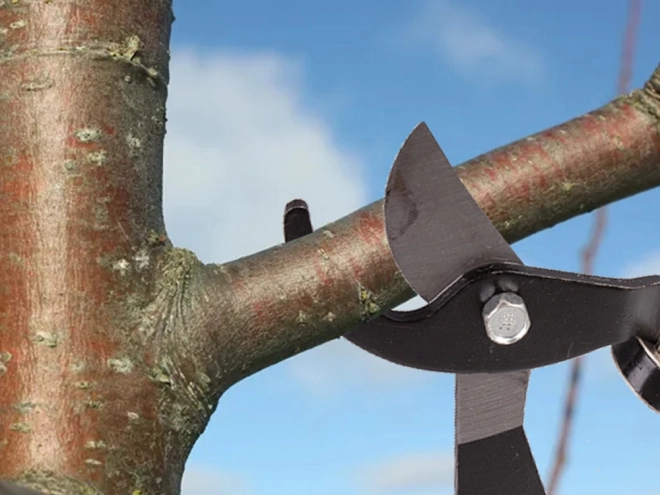 Longs sécateurs à enclume de jardin pour branches