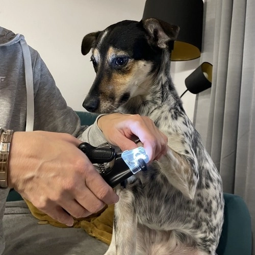 Coupe-griffes sécurisé pour chiens et chats avec LED