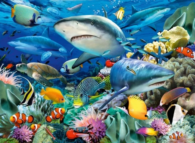 Récif de requin 100 pièces