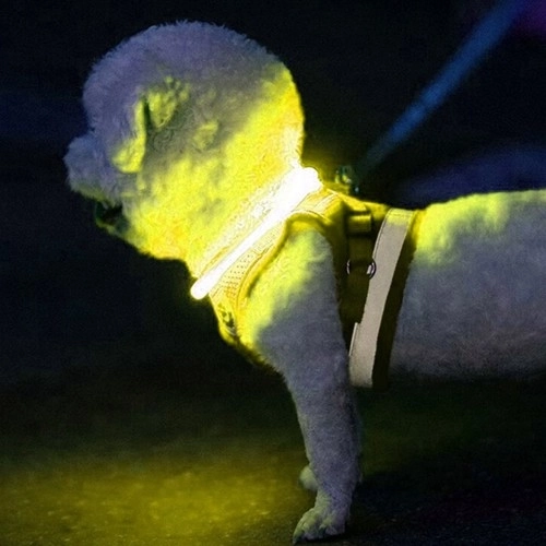 Collier LED lumineux pour chiens et chats
