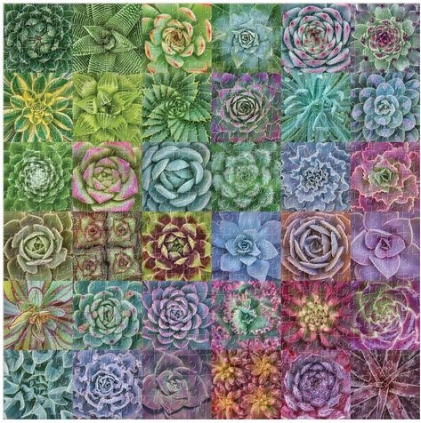 Couleurs vives et motif de succulentes percutant