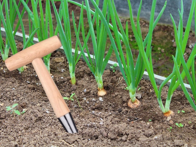 Plantoir de jardin pour bulbes