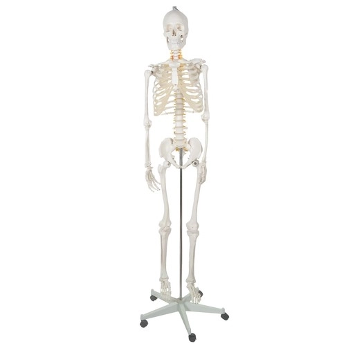 Squelette humain - 170cm Malatec 22583