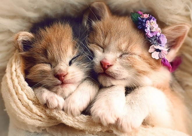 Puzzle 500 pièces chatons endormis Trefl