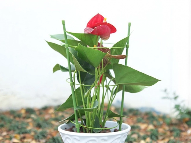 Support Rond pour Plantes