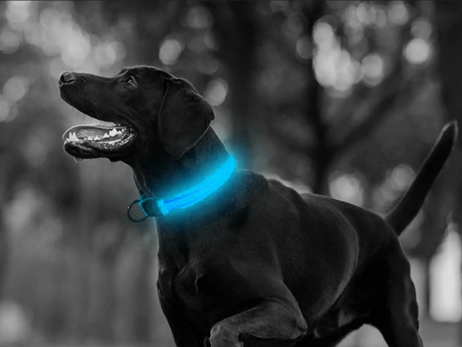 Collier LED réglable pour chiens et chats