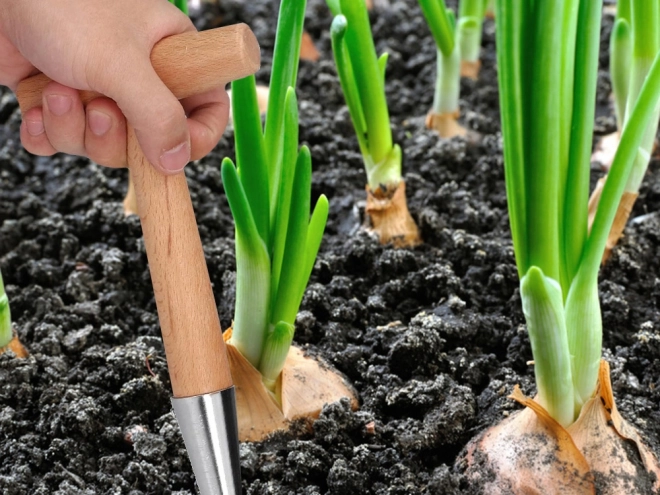 Plantoir de jardin pour bulbes