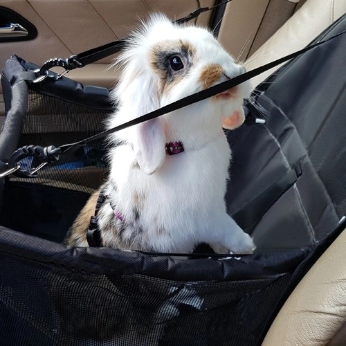 Boîte de transport Purlov pour animaux dans la voiture