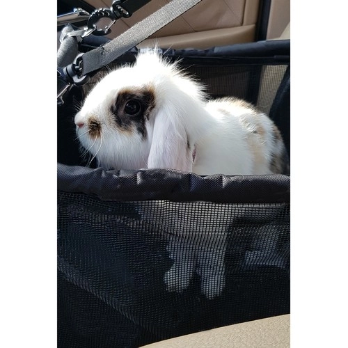 Boîte de transport Purlov pour animaux dans la voiture