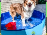 Piscine pliable pour chien 60 × 20 cm