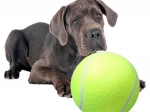 Balle de tennis géante pour chiens XXL 24 cm