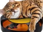 Jouet interactif pour chats avec souris