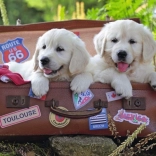 Ravensburger Puzzle chiots voyageurs 100 pièces