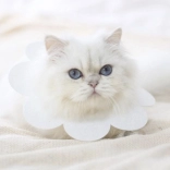 Collier de protection doux pour animaux - blanc, taille L