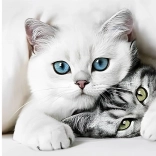 Peinture diamant Secret de chat 30 × 40 cm Norimpex