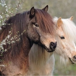 Puzzle Ravensburger Perfect Ponies 150 pièces