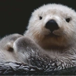 Puzzle 500 pièces - Loutre