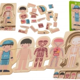 Puzzle en bois multicouche le corps humain Montessori