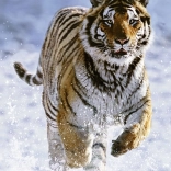 Puzzle Ravensburger Tigre en hiver 500 pièces